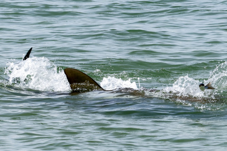 Des ailerons de requins dans les eaux de la Méditerranée au large de la plage de Hadera, dans le centre d'Israël, le 22 avril 2025 ( AFP / JACK GUEZ )