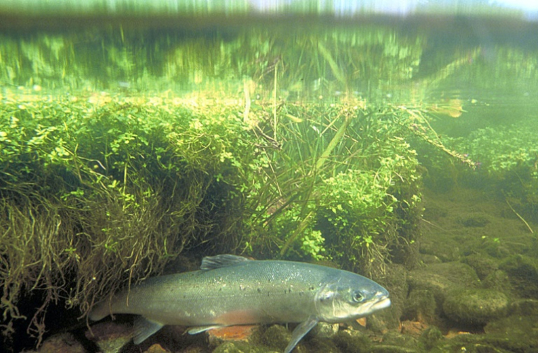 Photographie de 2002 fournie par les services américains de la pêche et de la faune (USFWS) montrant un saumon atlantique dans une écloserie ( USFWS / WILLIAM W. HARTLEY )