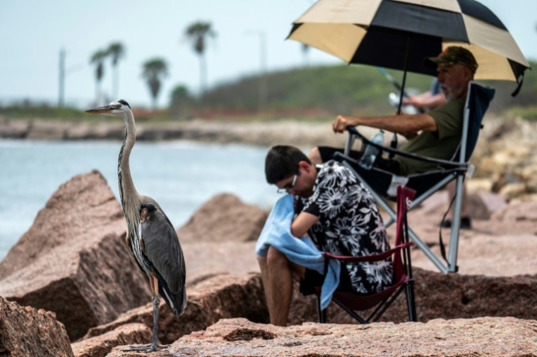 Des personnes venues assister au décollage de la fusée Starship de SpaceX et un héron, sur une plage avoisinante, le 25 mai 2025 ( AFP / Sergio FLORES )