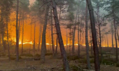 Incendie à Fontainebleau : images de l'incendie qui fait rage dans la forêt
