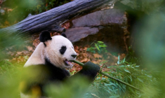 Yuan Zi, un panda mâle, dans son enclos au zoo de Beauval, à Saint-Aignan-sur-Cher, dans le Loir-et-Cher, le 23 novembre 2025  ( AFP / GUILLAUME SOUVANT )