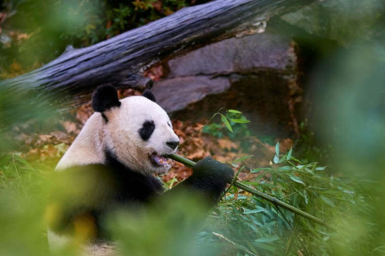 Yuan Zi, un panda mâle, dans son enclos au zoo de Beauval, à Saint-Aignan-sur-Cher, dans le Loir-et-Cher, le 23 novembre 2025  ( AFP / GUILLAUME SOUVANT )