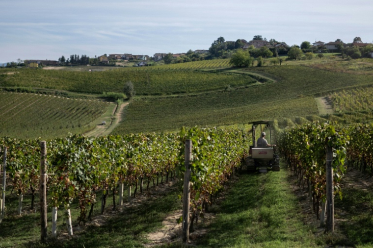 Vendanges dans le vignoble d'Agliano Terme, près de la ville d'Asti, dans le nord-ouest de l'Italie, le 21 septembre 2026  ( AFP / Marco Bertorello )