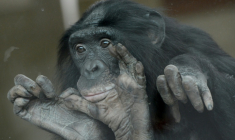 Un bonobo au zoo de Wilhelma à Stuttgart, en Allemagne,le 23 avril 2013 ( DPA / FRANZISKA KRAUFMANN )