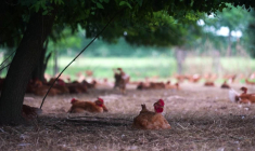 Repas décalés et sieste sous les arbres: les volailles de Loué s'adaptent à la canicule
