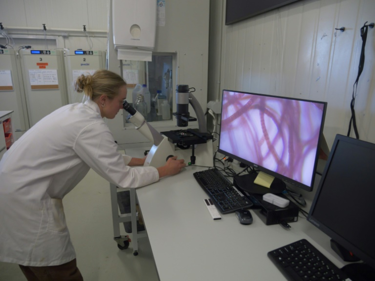 Une employée de Sea Forest observe un échantillon d'algue au microscope à Triabunna, le 26 mars 2025 en Tasmanie ( AFP / Gregory PLESSE )