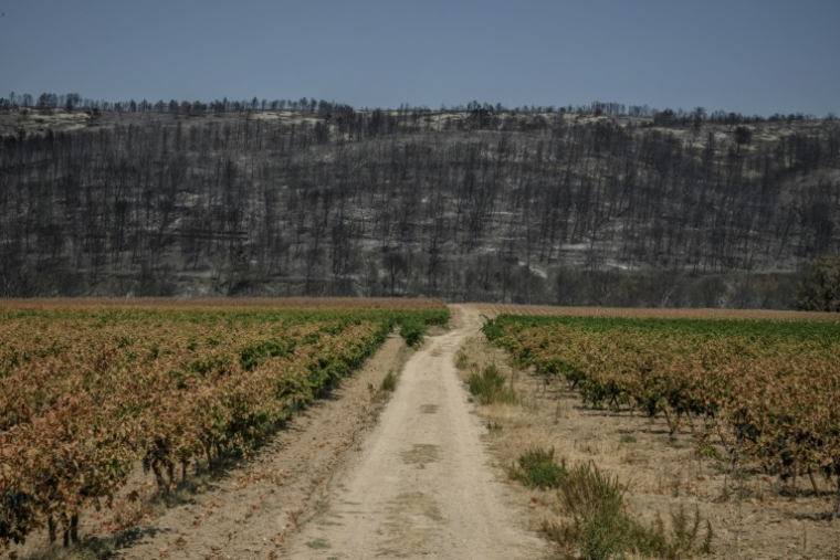 Des vignobles brûlés par l'incendie à Saint-Laurent-de-la-Cabrerisse (Aude) le 14 août 2025. ( AFP / Ed JONES )