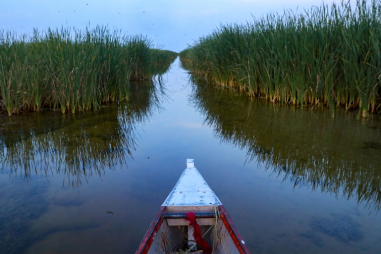 Un bateau navigue au milieu des plants de papyrus dans les marais de Hawizeh, en Irak, le 25 avril 2025 ( AFP / Asaad NIAZI )