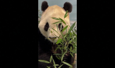 Deux pandas géants envoyés par la Chine sont arrivés aux États-Unis