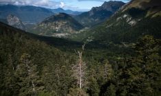 Un sapin mort au coeur de la forêt pyrénéenne, le 30 juillet 2025 à Boutx, en France ( AFP / Lionel BONAVENTURE )