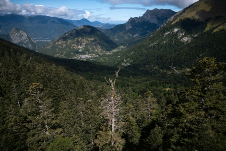 Un sapin mort au coeur de la forêt pyrénéenne, le 30 juillet 2025 à Boutx, en France ( AFP / Lionel BONAVENTURE )