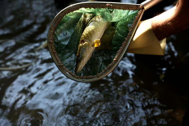 Un bénévole de la fédération de pêche de Charente tient un brochet dans son filet alors qu'il compte et enregistre les poissons capturés dans le cadre d'une opération visant à transférer des poissons de la rivière Nouère au fleuve la Charente pour lutter contre les effets de la sécheresse, le 31 juillet 2025 ( AFP / ROMAIN PERROCHEAU )