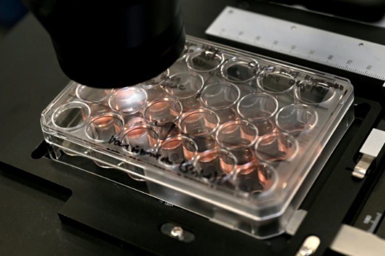 Des cellules cérébrales humaines cultivées dans le laboratoire de l'entreprise australienne Cortical Labs à Melbourne, le 5 mai 2026  ( AFP / William WEST )