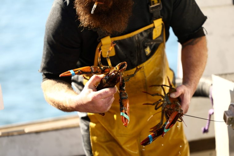 Un pêcheur sort des homards frais après une matinée en mer à Stonington, dans le Maine (nord-est des États-Unis), le 15 octobre 2026 ( AFP / CHARLY TRIBALLEAU )