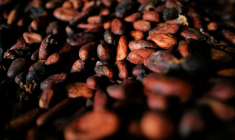Des fèves de cacao séchées