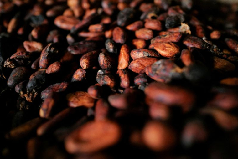 Des fèves de cacao séchées