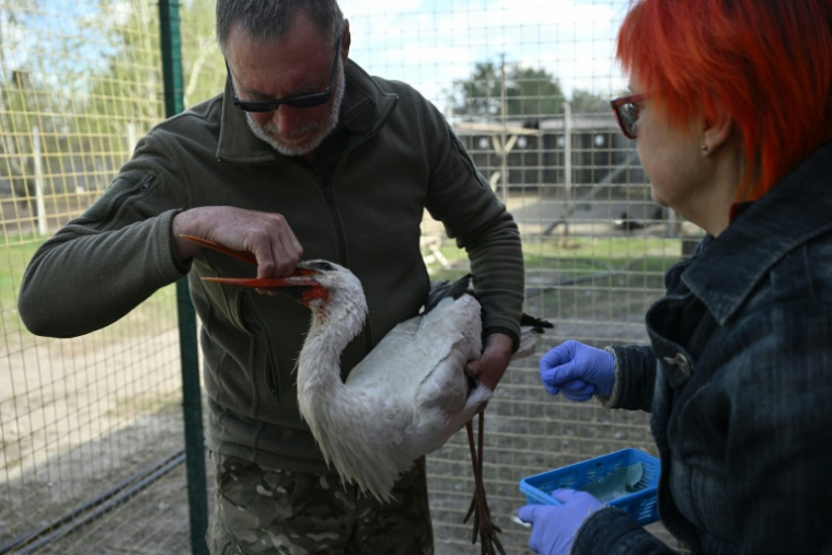 Iryna Snopkon, directrice d'un refuge pour oiseaux, et son mari soignent une cigogne blessée au village de Voropaiv, dans la région de Kiev, le 28 avril 2026 en Ukraine ( AFP / Genya SAVILOV )