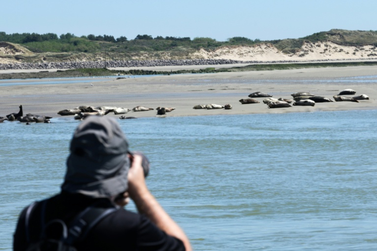 Un touriste photographie des phoques dans la baie d'Authie, près de Berck-sur-Mer (Pas-de-Calais) le 26 mai 2026 ( AFP / Francois LO PRESTI )