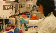 Cellectis bénéficie désormais d'une trésorerie nette de 450 millions de dollars. (© Cellectis)