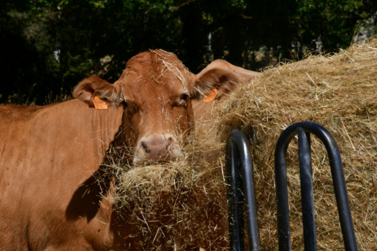 Une vache nourrie avec du foin à Mazeirat, dans la Creuse, en raison de la sécheresse, le 7 juillet 2026  ( AFP / PASCAL LACHENAUD )