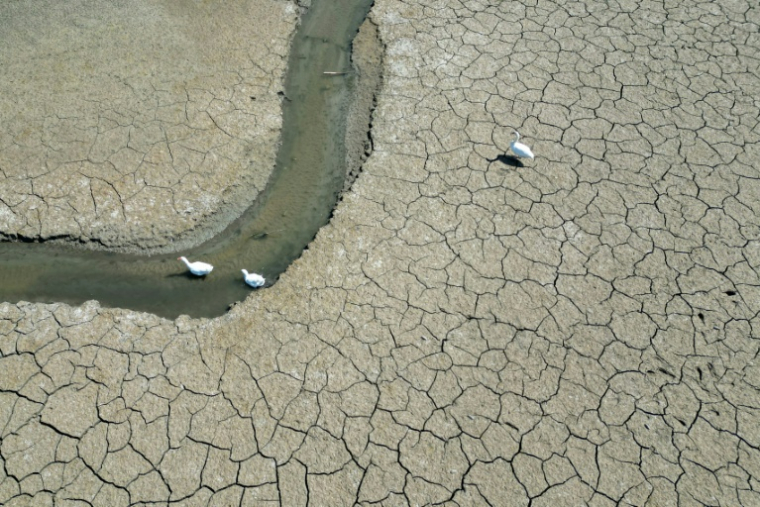 Des oies se déplacent sur un étang presque asséché près d'Oud-Hervelee, en Belgique, le 14 mai 2025 ( AFP / Nicolas TUCAT )