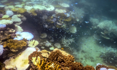 Du corail blanchi et mort autour de Lizard Island, dans la Grande Barrière de corail, à 270 kilomètres au nord de la ville de Cairns, le 5 avril 2024 en Australie ( AFP / DAVID GRAY )