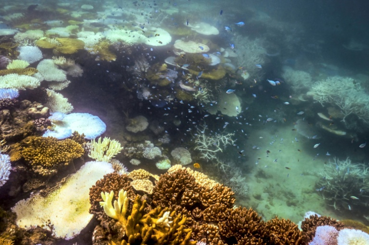 Du corail blanchi et mort autour de Lizard Island, dans la Grande Barrière de corail, à 270 kilomètres au nord de la ville de Cairns, le 5 avril 2024 en Australie ( AFP / DAVID GRAY )