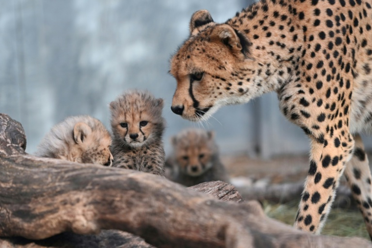 Des bébés guépards nés au zoo de Lunaret à Montpellier, avec  leur mère Bastet, le 22 octobre 2026 dans l'Hérault ( AFP / Sylvain THOMAS )