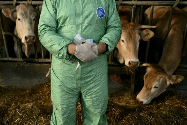 Un vétérinaire tient un pistolet doseur devant des vaches lors d'une campagne de vaccination contre la dermatose nodulaire contagieuse, le 17 décembre 2025, dans une ferme de Riupeyrous ( AFP / Philippe LOPEZ )