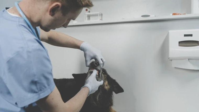 Virbac perd son directeur général mais tient le cap