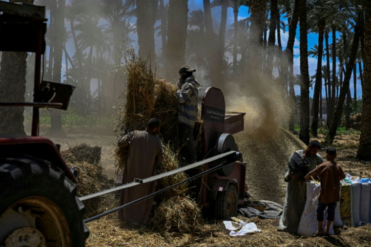 Des agriculteurs battent le blé récolté dans un champ du village de Maraziq, au sud de Gizeh, le 4 mai 2026 en Egypte ( AFP / Khaled DESOUKI )