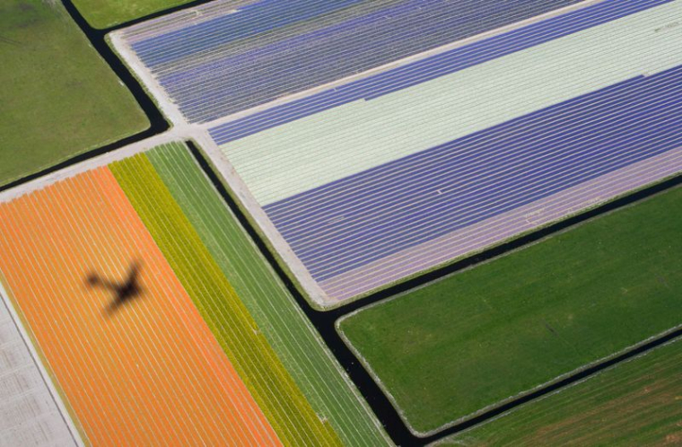Vue aérienne des champs de fleurs près du parc Keukenhof