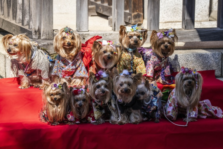 Des chiens vêtus de kimonos posent sur un présentoir rouge à étages pour des photographies au sanctuaire Ichigaya Kamegaoka Hachimangu à Tokyo, le 31 octobre 2026 ( AFP / Yuichi YAMAZAKI )