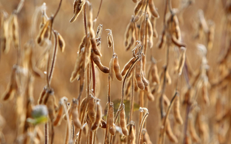 L'Anses invite aussi "les acteurs de l'agroalimentaire à revoir les techniques de production et de transformation du soja", afin de réduire les teneurs en isoflavones de leurs produits. ( AFP / DANIEL ROLAND )