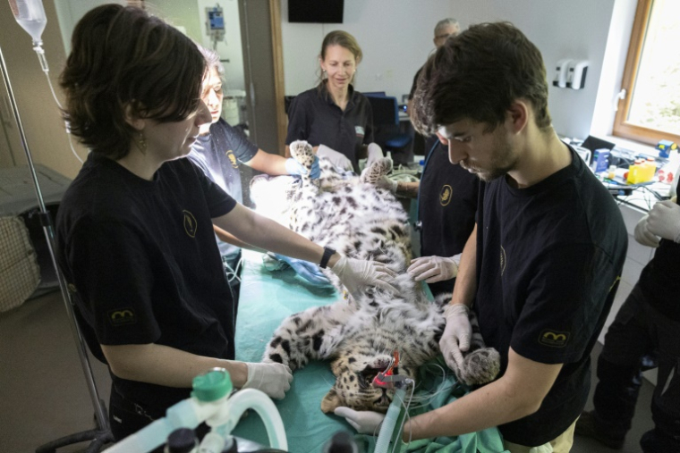 Des vétérinaires procèdent à l'insémination artificielle de Khala, une femelle panthère de l'Amour, le 9 octobre 2025 au zoo de Mulhouse, dans le Haut-Rhin ( AFP / ROMEO BOETZLE )