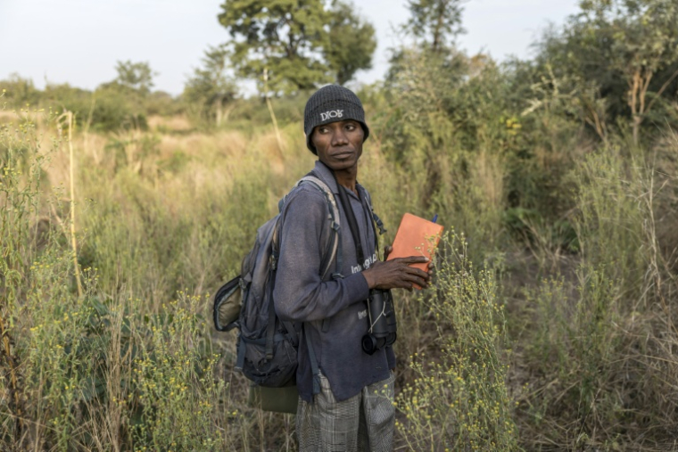 Le chercheur sénégalais Michel Tama Sadiakhou  pendant son travail d'observation d'un groupe de rares chimpanzés d'Afrique de l'Ouest, le 9 décembre 2025 sur le territoire des Fongoli, dans la région de Kédougou, le 10 décembre 2025 au Sénégal ( AFP / PATRICK MEINHARDT )