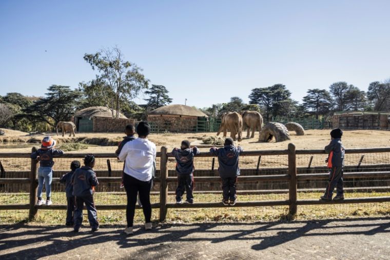 Des écoliers et leur enseignante regardent les trois derniers éléphants encore en captivité dans un zoo en Afrique du Sud, à Johannesburg le 24 juillet 2026. ( AFP / Phill MAGAKOE )