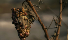Une grappe de raisin flétrie provenant d'un vignoble après qu'une zone eut été touchée par un incendie de forêt à Tournissan, dans le massif des Corbières, le 7 août 2025 ( AFP / Idriss Bigou-Gilles )