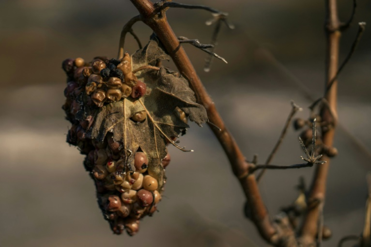 Une grappe de raisin flétrie provenant d'un vignoble après qu'une zone eut été touchée par un incendie de forêt à Tournissan, dans le massif des Corbières, le 7 août 2025 ( AFP / Idriss Bigou-Gilles )