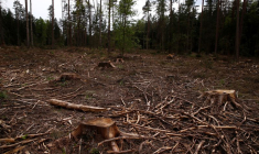 Une zone de coupe près d'un site dans la forêt de Białowieża, Pologne