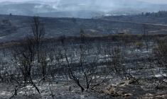 Des arbres et arbustes dévastés par un feu de forêt près d'Albendiego, dans la province de Guadalajara, au nord-est de Madrid, le 22 juillet 2026 ( AFP / Pierre-Philippe MARCOU )