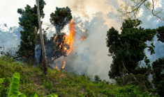 Un arbre rongé par des flammes liées à des cultures sur brûlis, Mayotte, le 12 août 2025 ( AFP / Marine GACHET )