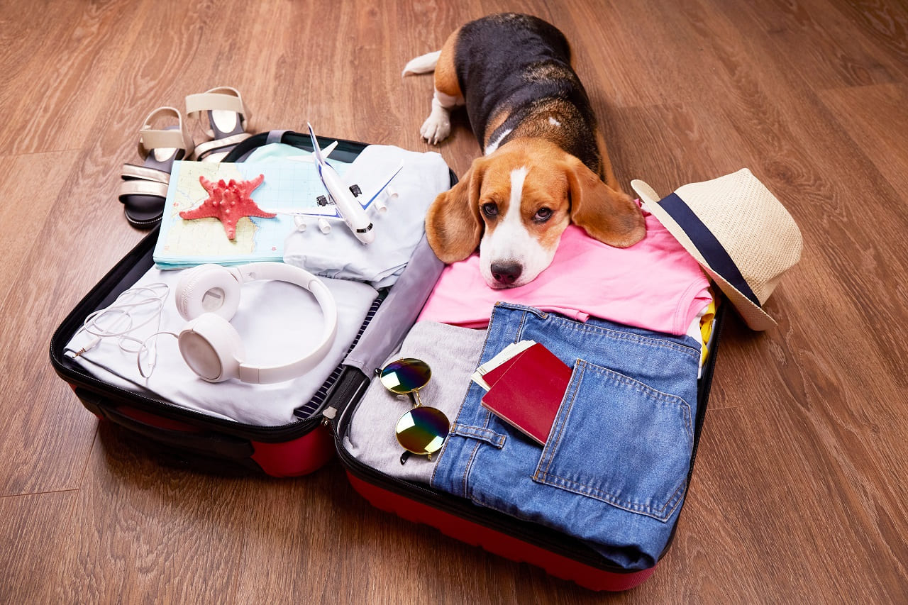 (Crédits photo : Adobe Stock - Valise prête pour des vacances sereines et réussies grâce à l'assurance)