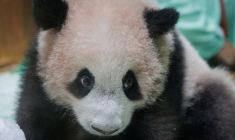 Le premier panda géant né en Indonésie il y a 170 jours, le 15 mai 2026 à Bogor, dans l'ouest de l'île de Java  ( AFP / Aditya Aji )