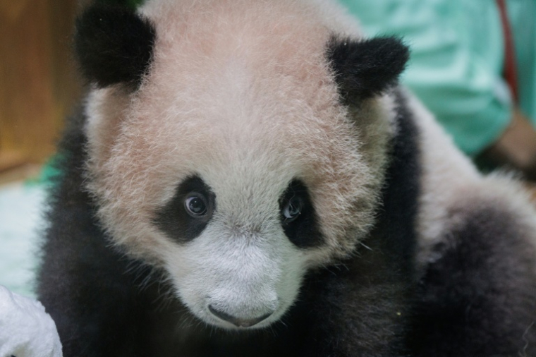 Le petit panda Satrio Wiratama, alias Rio, né il y a 170 jours, le 15 mai 2026 à Bogor, dans l'ouest de l'île de Java, en Indonésie ( AFP / Aditya Aji )