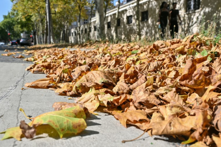 Feuilles fânées à Paris, le 16 août 2025 ( AFP / Martin LELIEVRE )