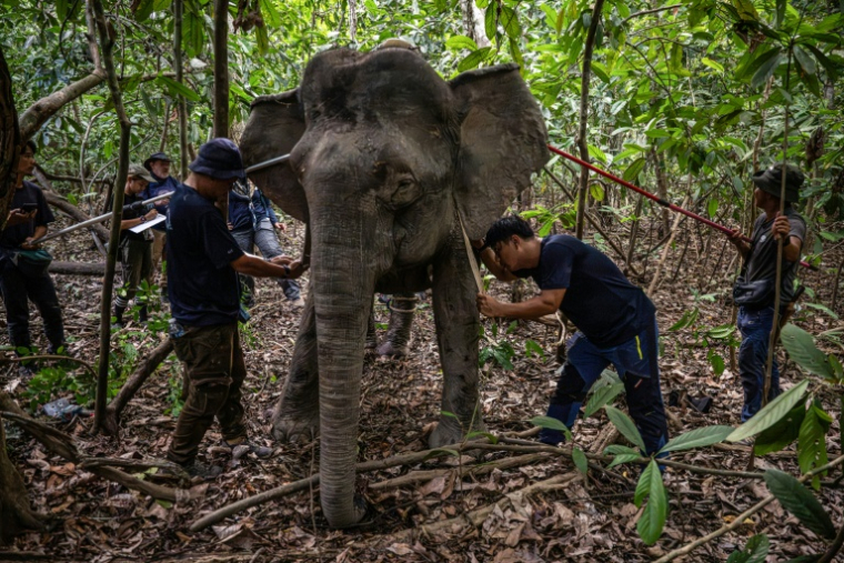 Des membres de l'équipe de la scientifique Farina Othman  posent un colier GPS au cou d'une éléphante de Bornéo, le 24 août 2026 à Sukau, dans l'Etat de Sabah, en Malaisie ( AFP / Mohd Rasfan )
