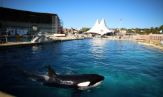 Keijo, une orque de Marineland, dans la piscine de ce parc aquatique à Antibes, le 27 novembre 2025 ( AFP / Valery HACHE )