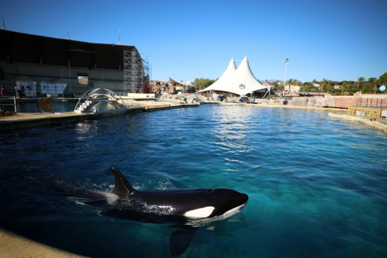 Keijo, une orque de Marineland, dans la piscine de ce parc aquatique à Antibes, le 27 novembre 2025 ( AFP / Valery HACHE )