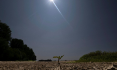 Une jeune pousse émergeant du sol desséché du lit de la Loire partiellement à sec à Chécy, près d'Orléans, le 22 juillet 2026 ( AFP / Alain JOCARD )